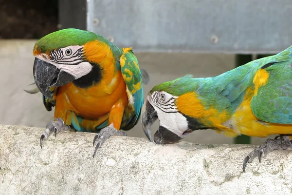 Schöne Papageien auf Sommerzeit — Stockfoto