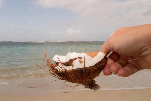 Закрыть вид на красивый свежий кокосовый орех в окружающей среде — стоковое фото