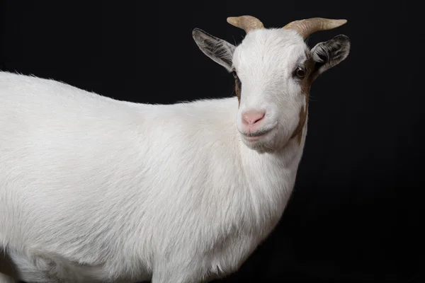 Goat. Isolated over black background — Stock Photo, Image