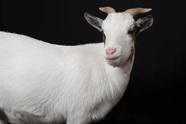 Geten. Isolerade över svart bakgrund — Stockfoto