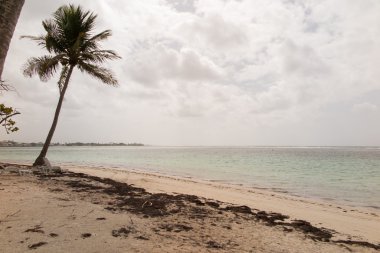 Güzel sahil ve tropikal deniz