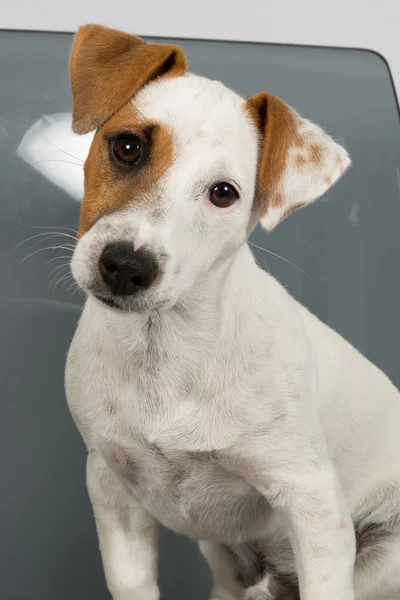 Jack Russell Terrier delante de fondo gris — Foto de Stock