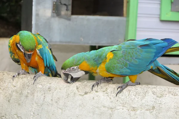 Colourful parrot bird — Stock Photo, Image