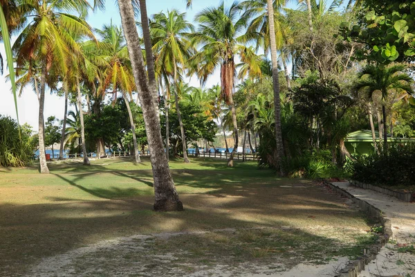 Vackert landskap med palmer — Stockfoto
