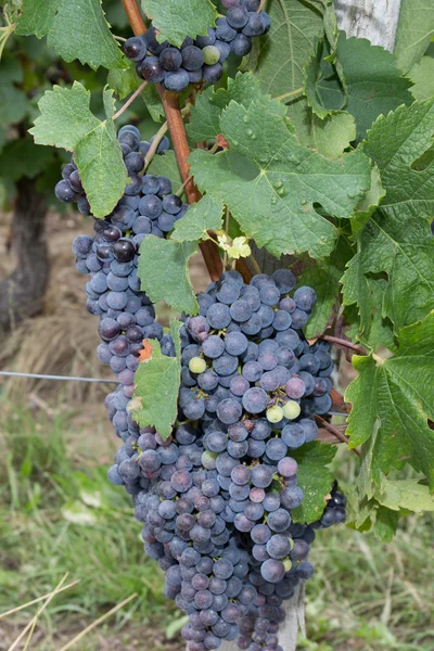 Många blå druvor vinstockar, bordeaux, Frankrike — Stockfoto