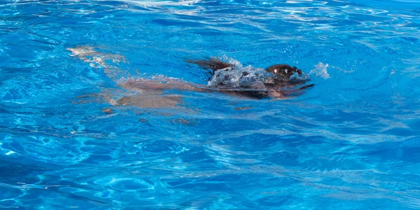 Молодая девушка плавает под водой — стоковое фото