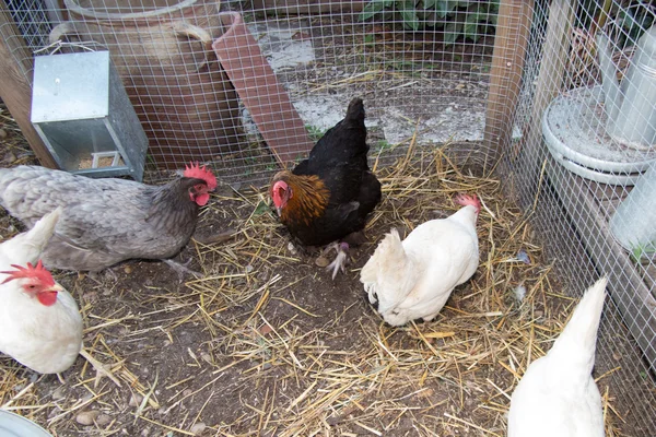 Belles poules dans un poulailler — Photo