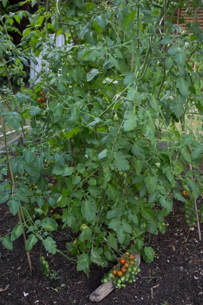 Growth cherry tomatoes in a greenhouse — Stock Photo, Image