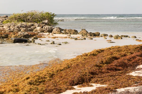 Sargasso moszat a karibi tengerparton, takarítás. — Stock Fotó
