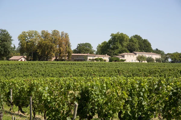 Ферма с виноградниками и деревьями в летнее время — стоковое фото