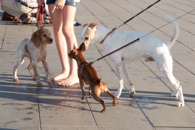 Şehre üç köpek bir genç kızla düşük açılı yürümek.