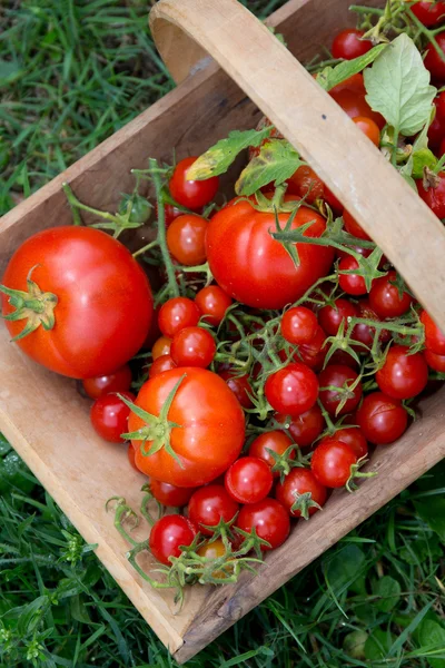 Tomates cereja e seus primos grandes juntos em uma cesta de madeira — Fotografia de Stock