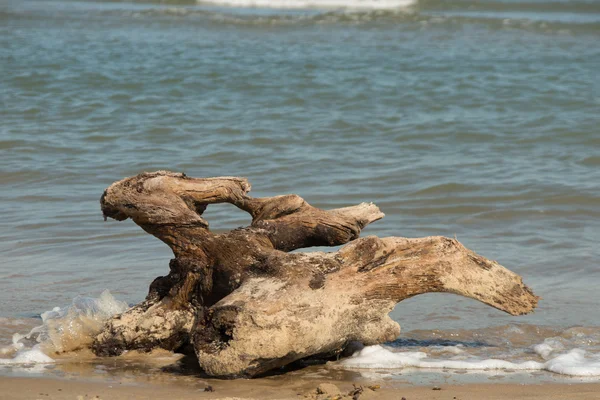 Driftwood on the ocean  beach at summertime — Stock Photo, Image