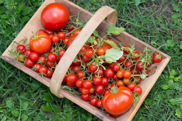 Tomates cereja e seus primos grandes juntos em uma cesta de madeira — Fotografia de Stock