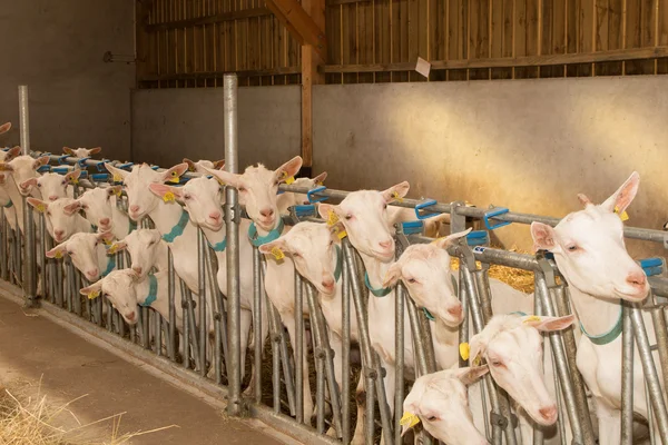 Cabras domésticas en la granja esperando comida — Foto de Stock