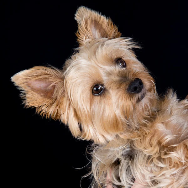 Un lindo y encantador joven Yorkshire Terrier perro —  Fotos de Stock
