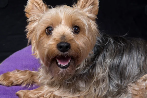 Un lindo y encantador joven Yorkshire Terrier perro — Foto de Stock