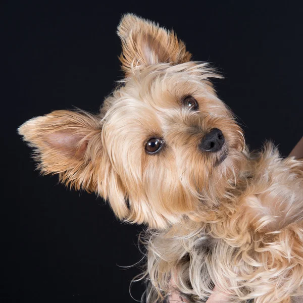 Um bonito e adorável jovem cão Yorkshire Terrier — Fotografia de Stock