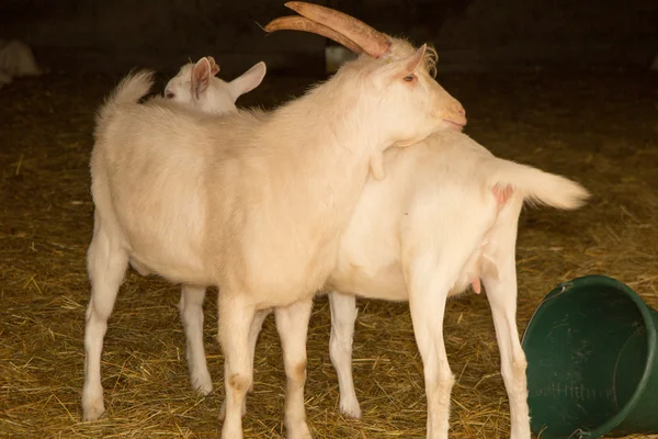 In azienda: le capre in agriturismo — Foto Stock