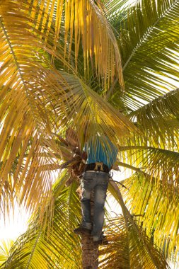 Güçlü usta adam malzeme çekme Hindistan cevizi