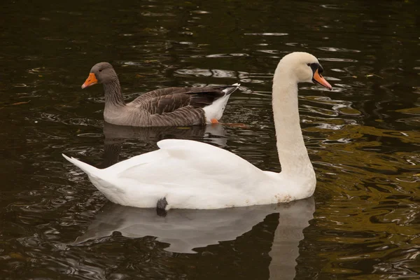 Ενηλίκων swan σαλπιγκτής — Φωτογραφία Αρχείου