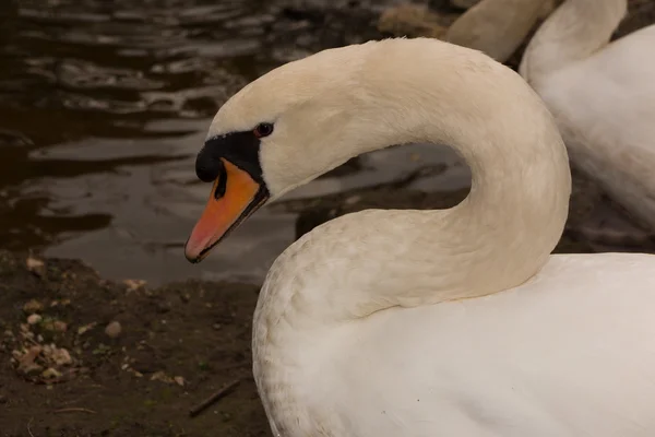 Erwachsener Trompeterschwan — Stockfoto