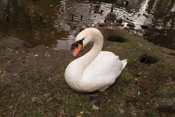 Ενηλίκων swan σαλπιγκτής — Φωτογραφία Αρχείου
