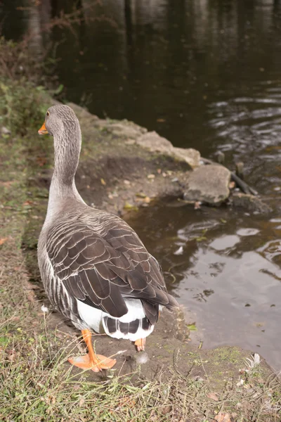 Flock of white and brown geese in green — Stock Photo, Image