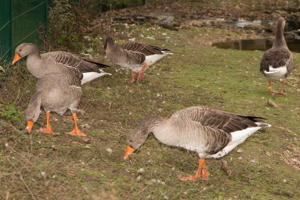 White and brown geese in green — Stock Photo, Image