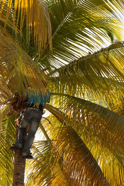 Сильный ловкий человек, собирающий кокос — стоковое фото