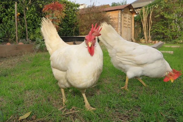 Tyúkok a zöld fű, a farm egy nap nap — Stock Fotó