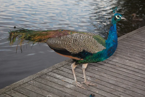 Grüner und schöner Pfau draußen — Stockfoto