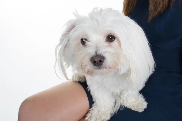 Close-up of a Maltese (2 years old) — Stock Photo, Image