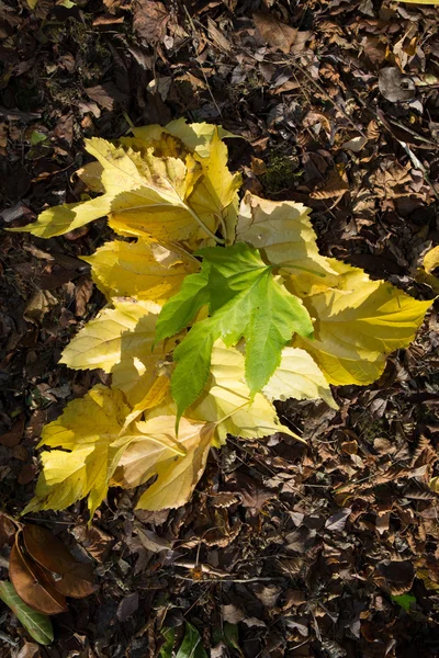 Hoja de otoño en forma de corazón sobre hojas amarillas enfoque poco profundo — Foto de Stock