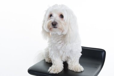 Malta puppy, 12 ay yaşlı, önünde oturan arka plan beyaz.