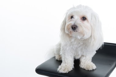 Malta puppy, 12 ay yaşlı, önünde oturan arka plan beyaz.