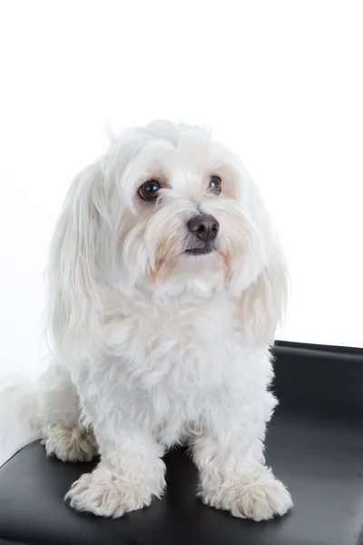 Perro maltés sentado frente a un fondo blanco — Foto de Stock