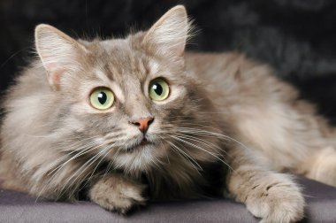 Siyah arka plan önünde oturan Norveçli orman kedi