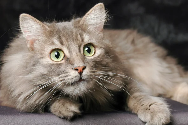 Siyah arka plan önünde oturan Norveçli orman kedi