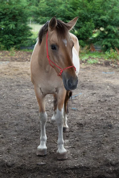 フィールドに赤と茶色の馬の肖像 — ストック写真