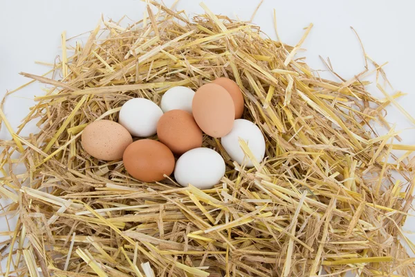 Макросъемка коричневых и белых яиц в сеновале на птицеферме — стоковое фото