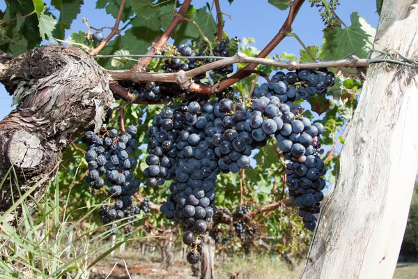Racimos de uva que cuelgan de la vid - estilo vintage y retro — Foto de Stock