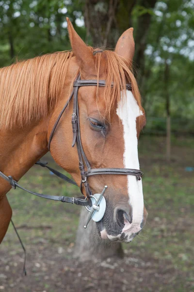 Porträt des schönen Sauerampfer-Jungpferdes auf einem Feld — Stockfoto