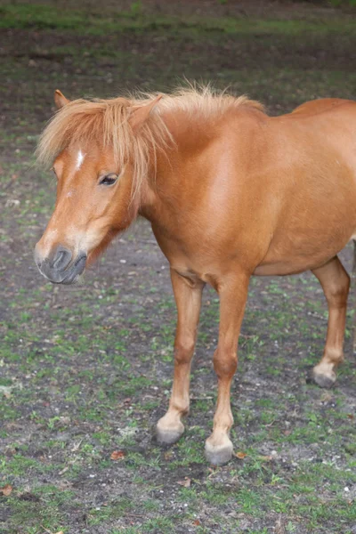 Retrato de hermoso semental minishetland en el campo — Foto de Stock