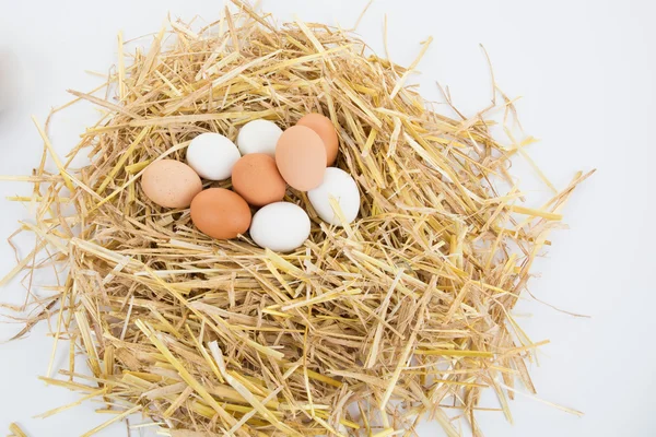 A pile of brown eggs in a nest on a white background — Stock Photo, Image