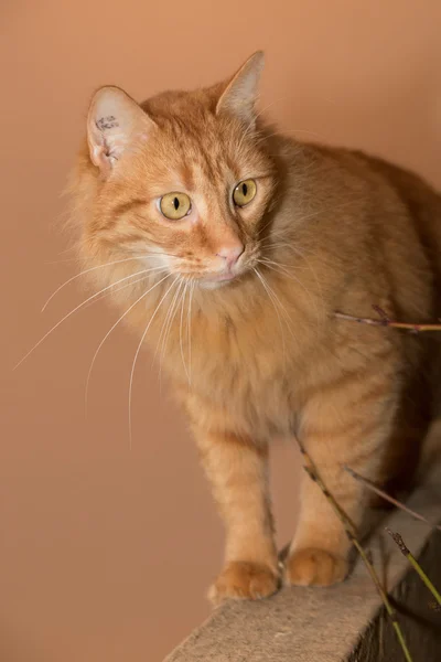 European ginger cat isolated on orange background — Stock Photo, Image