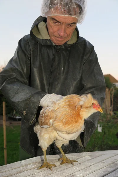 Traitement des poux sur une contamination des poules à la ferme — Photo