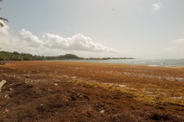 Temizlik sargasso yosun Caribbean Beach.