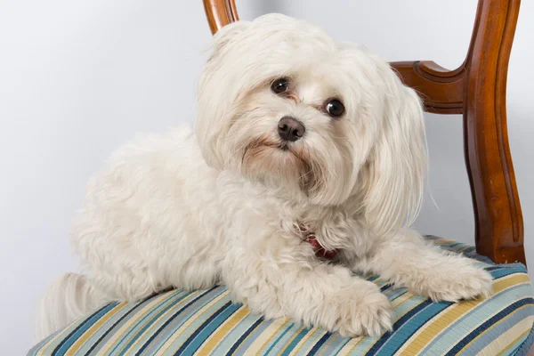 Retrato de lindo perro maltés en la silla interior — Foto de Stock