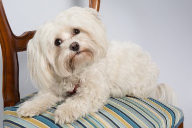 ahşap - atış studio iskemlede malteser köpek